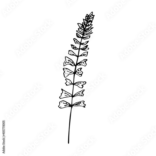 Sprig of sage, vector illustration, hand drawing sketch