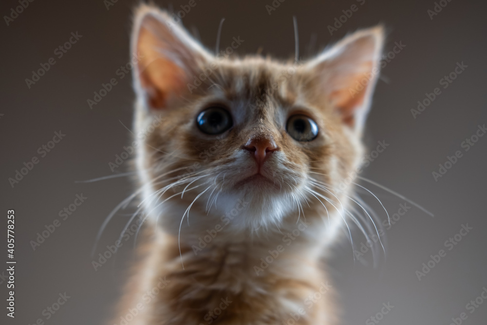 Selective focus of a ginger colored kitten that is looking very carefolly at something