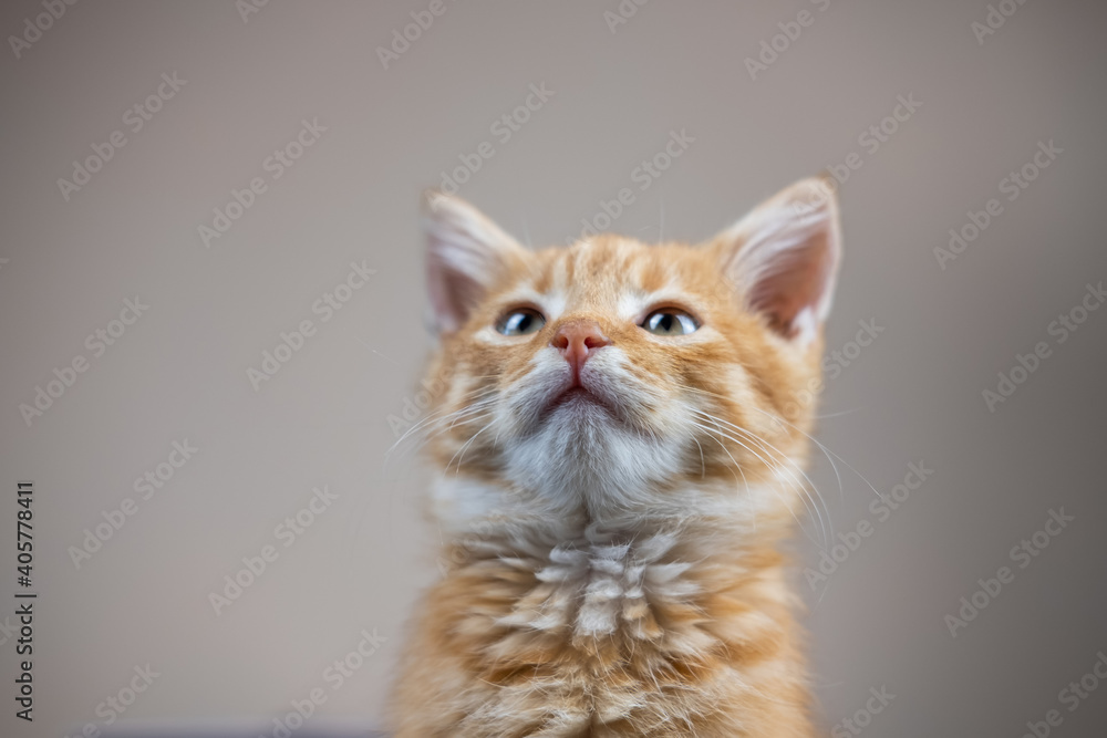 A nice portrait of a kitten near a cream wall