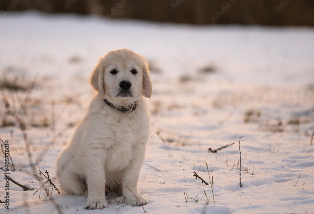 Beautiful golden retriever puppy playing in the winter forest with snow. Beautiful golden retriever puppy playing in the winter forest with snow.
