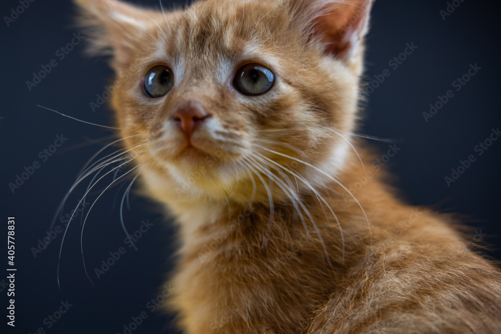A nice portrait of a little cat looking up near a black wall A nice portrait of a little cat looking up near a black wall