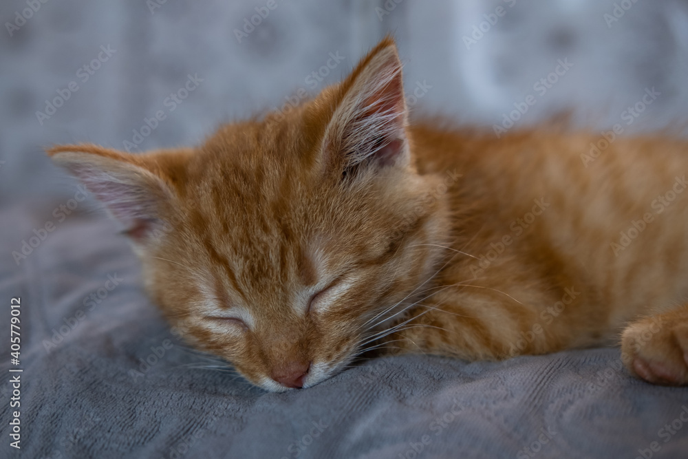 A nice photo of a little kitten sleeping on a coach