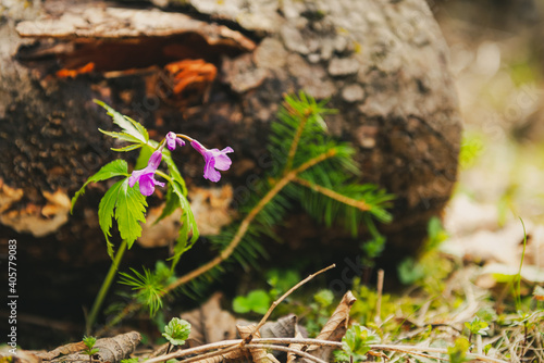 Close up of a cutleaf toothwort (Cardamine pentaphyllos) flower in spring with decaying wood in the background. photo