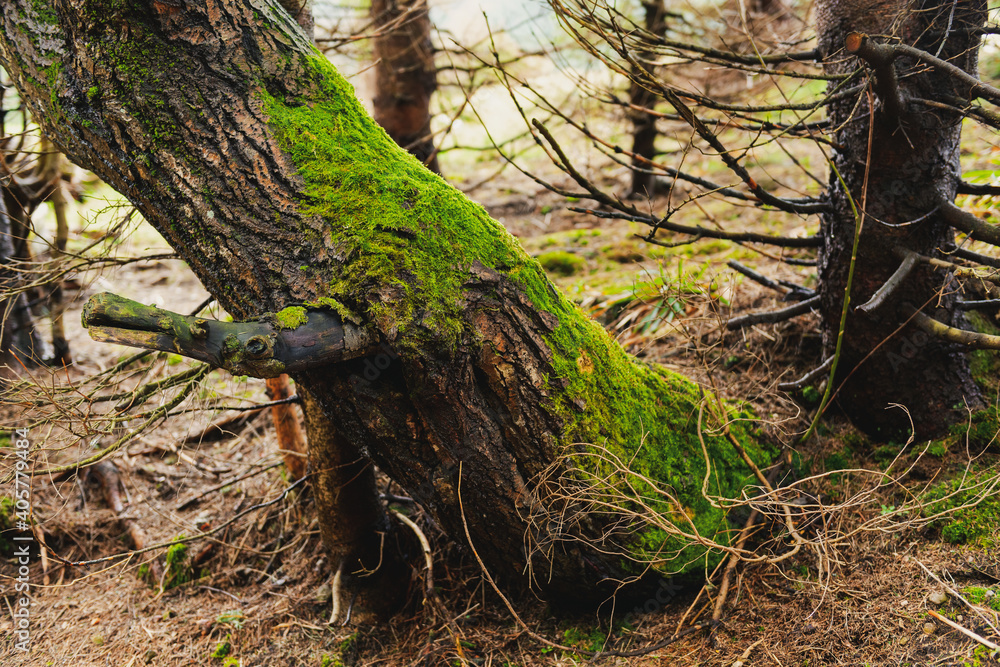 Tree landscape with trunk and roots spreading out on ground and foggy nature background