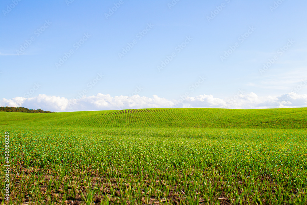 green field of grass and perfect blue sky with clouds, nature landscape background