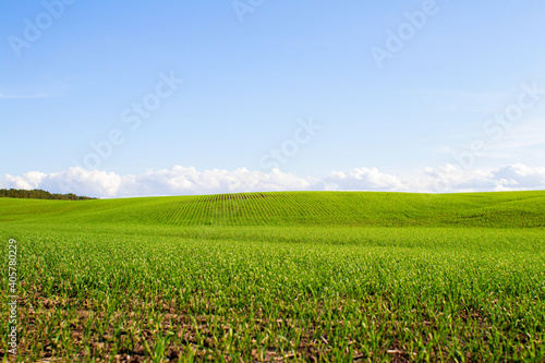 green field of grass and perfect blue sky with clouds  nature landscape background
