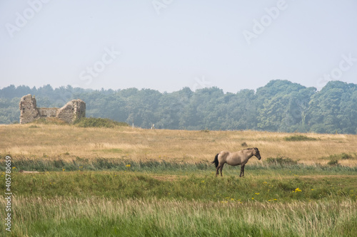 Wild horse in a field with old building