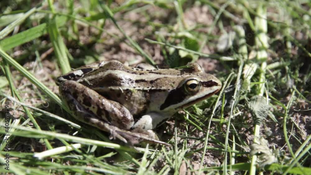 Little green frog hiding in the grass. Little green frog hiding in the grass.