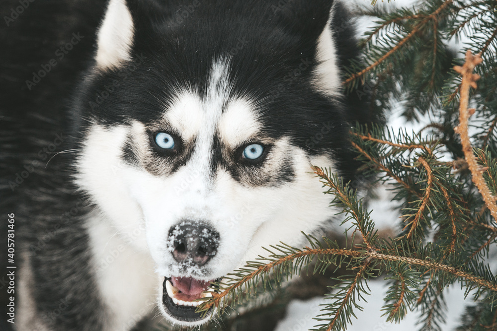 Portrait of a Siberian husky, friendship forever Portrait of a Siberian husky, friendship forever