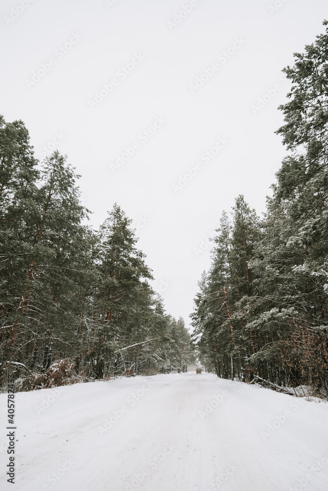 Obraz premium Landscape of a snow-covered pine forest in a snowfall