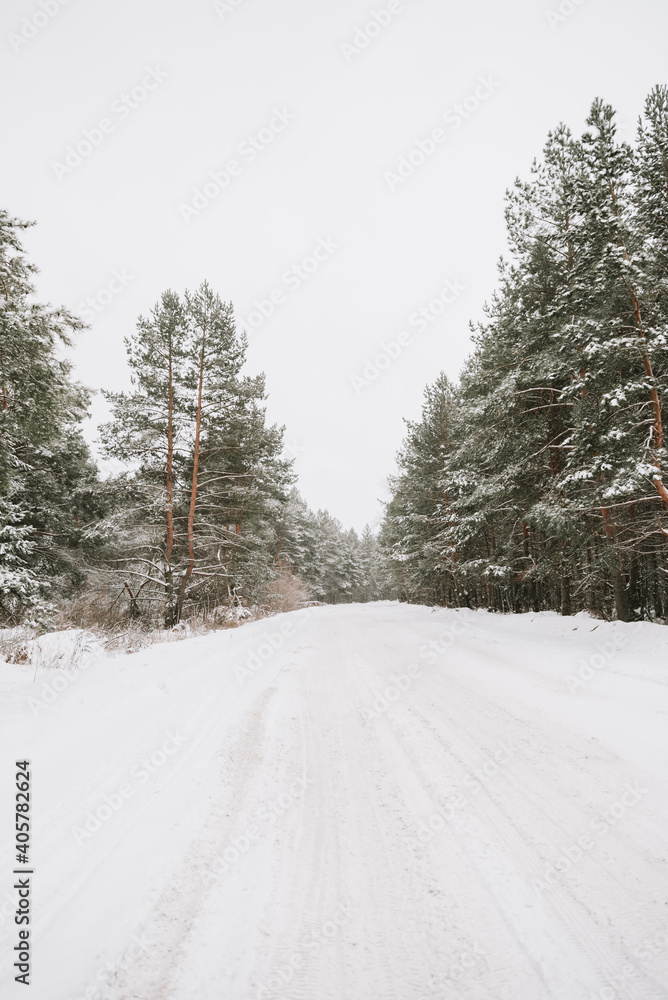 Fototapeta premium Landscape of a snow-covered pine forest in a snowfall