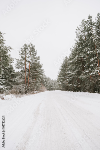 Landscape of a snow-covered pine forest in a snowfall