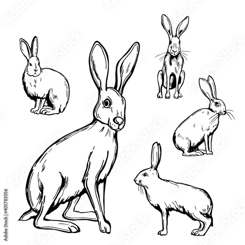 Hares. Vector   illustration.