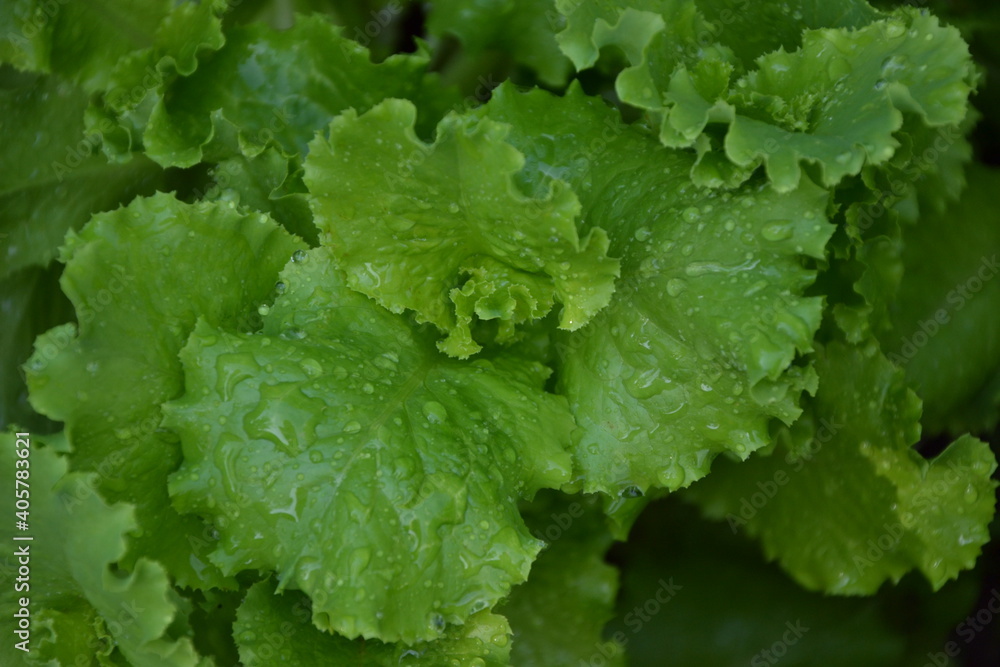 Lettuce salad in the countryside garden. Green salad leaves. Young lettuce salad plant. Herb plant in the yard. Organic natural agriculture in the village. Lettuce salad in the countryside garden. Green salad leaves. Young lettuce salad plant. Herb plant in the yard. Organic natural agriculture in the village.