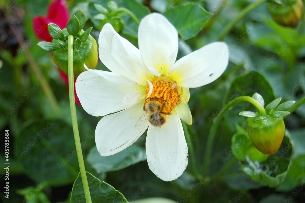 Fototapeta premium Bee collects nectar