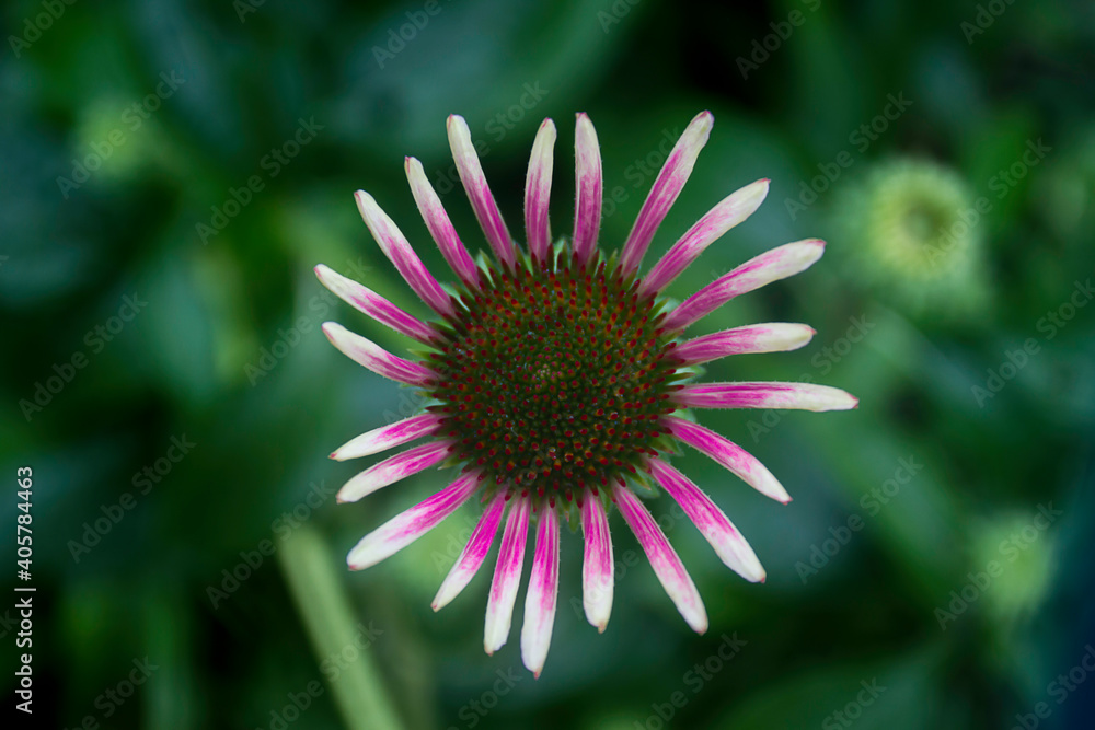 purple coneflower in full bloom in the rainy season. North of Thailand purple coneflower in full bloom in the rainy season. North of Thailand