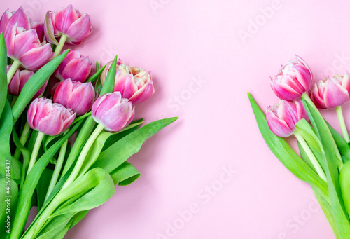 Fototapeta Naklejka Na Ścianę i Meble -  Pink tulips on a pink background. Flat lay, top view. Valentine background. Spring mood. Horizontal, copy space