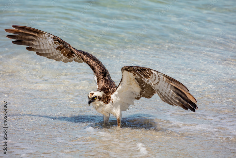Osprey stands on the shore opening his wings