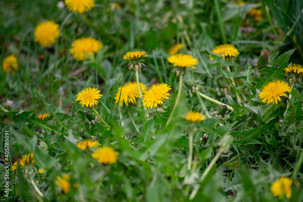 Spring yellow dandelions in green grass in a field Spring yellow dandelions in green grass in a field
