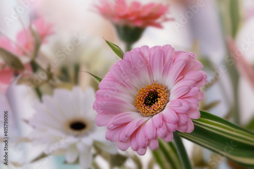 pink gerber flower