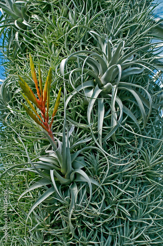 Air Plant Tillandsia in a dry garden