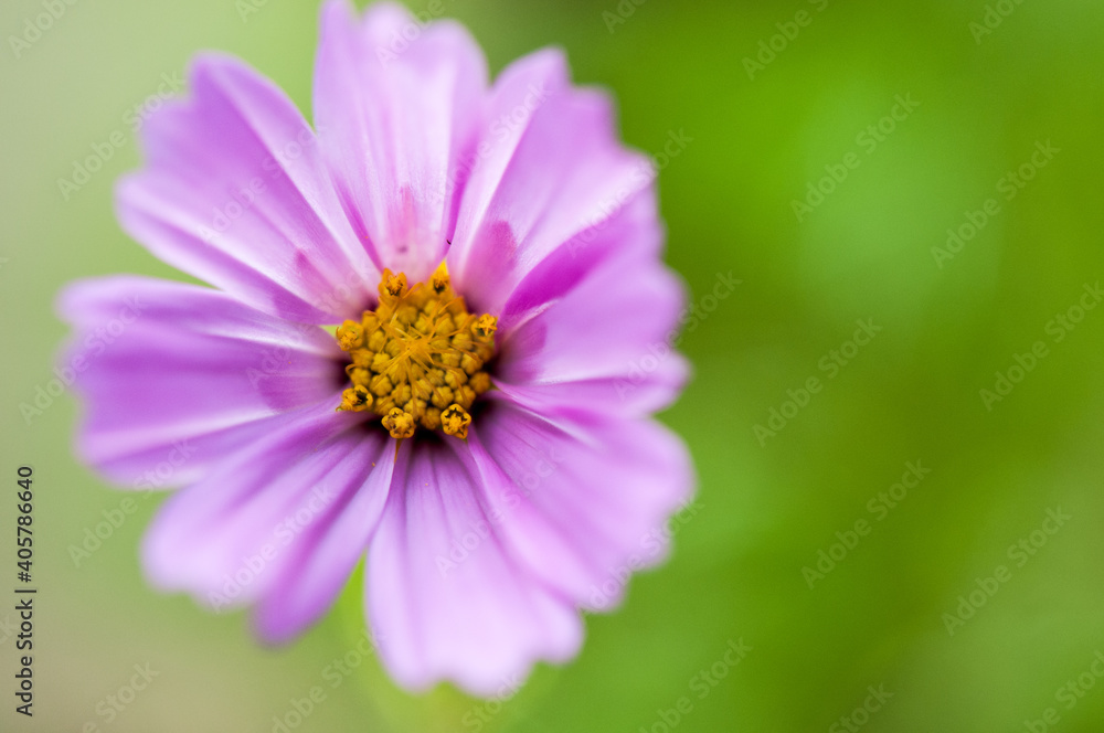 Bright Pink Cosmo Bright Pink Cosmo
