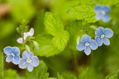 Multiple Creeping Speedwell Blossoms