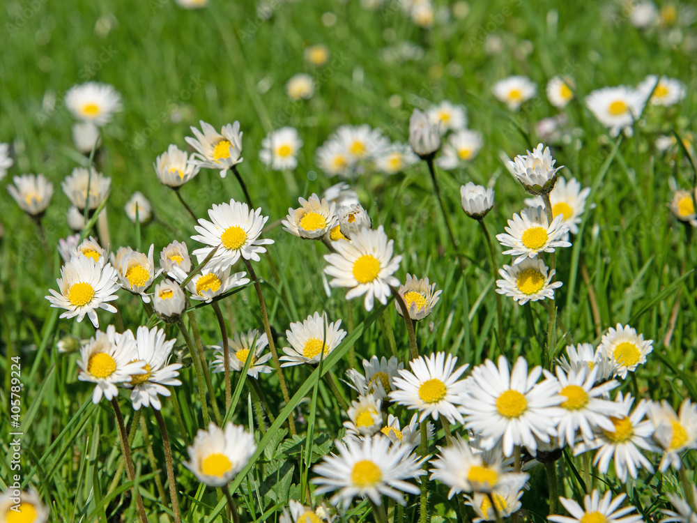 Fototapeta premium Blühende Gänseblümchen, Bellis perennis, auf der Wiese