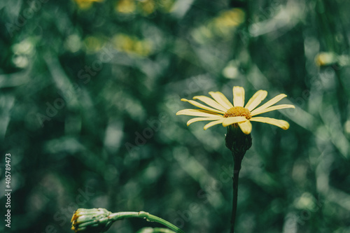 a single yellow arnica flower photo