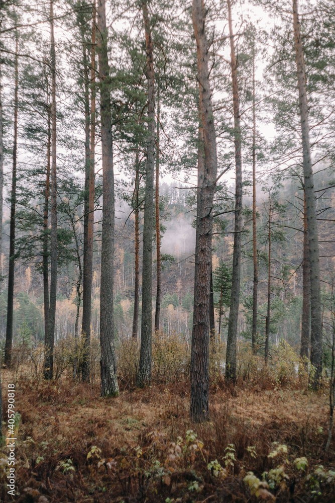 Tall pine trees in foggy autumn forest