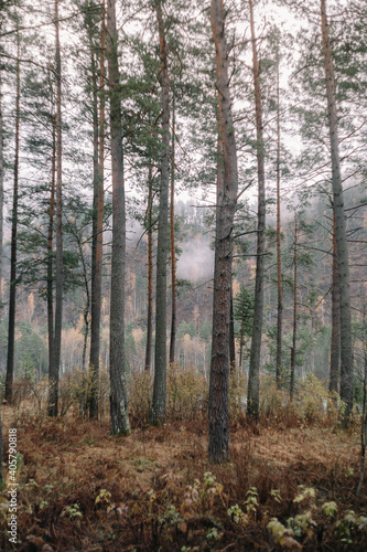 Tall pine trees in foggy autumn forest