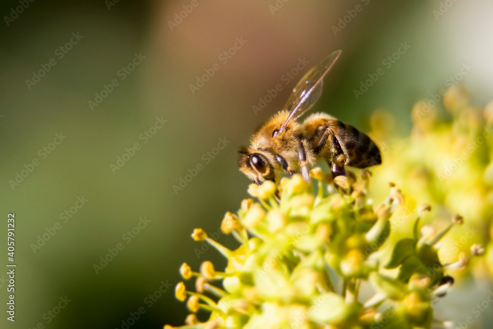 Flying honey bee collecting pollen on yellow flower. Flying honey bee collecting pollen on yellow flower.