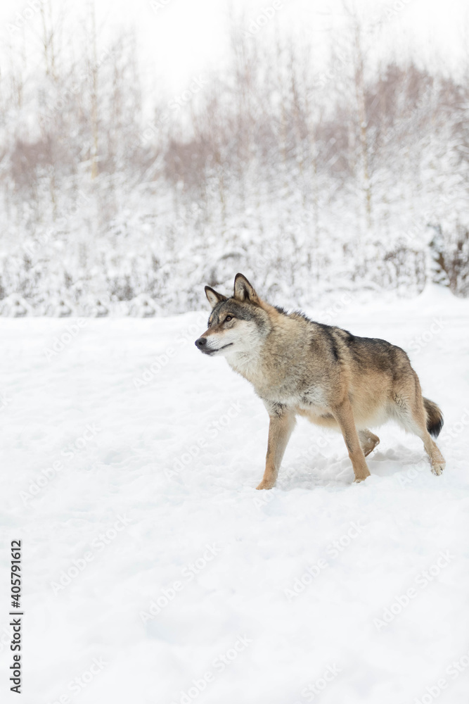 A large male wolf in the winter forest. The predator looks out for prey. Snow field
