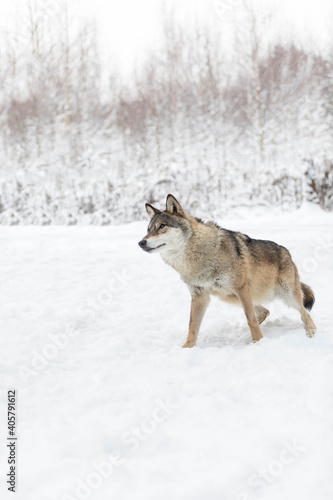 A large male wolf in the winter forest. The predator looks out for prey. Snow field © Naletova