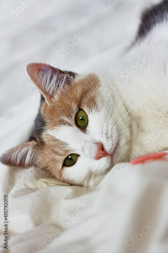 Funny, cute, tree-colored ginger domestic cat playing with pink hearts on white blanket on bed. Veterinary and Internatinal cat day concept. Valentines Day cat. Selective focus.