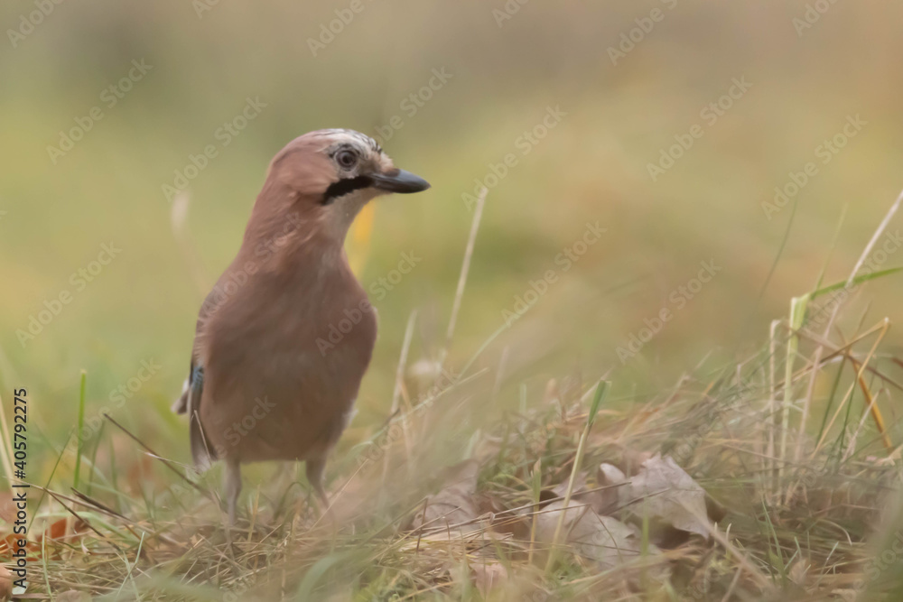 Sojka Zwyczajan Garrulus glandarius Sojka Zwyczajan Garrulus glandarius