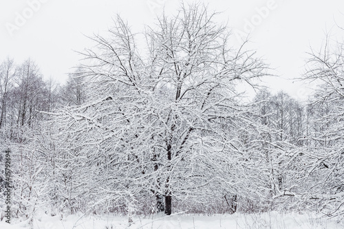 Fototapeta Naklejka Na Ścianę i Meble -  Rozłożyste drzewo pokryte śniegiem  