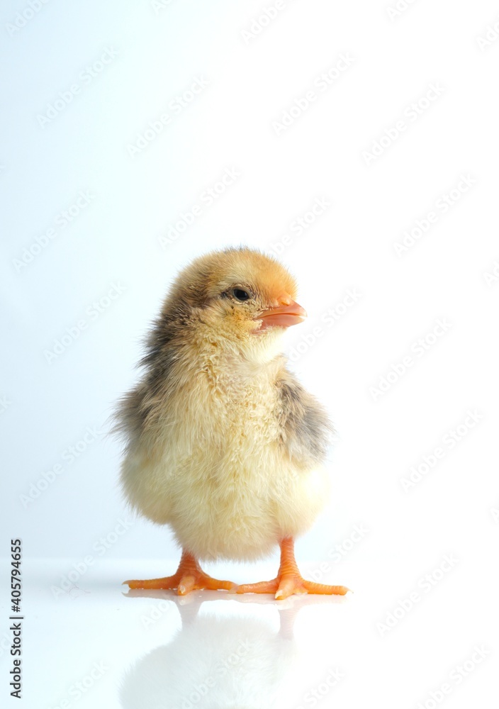 The cuteness of the Bantam standing on the light blue background.