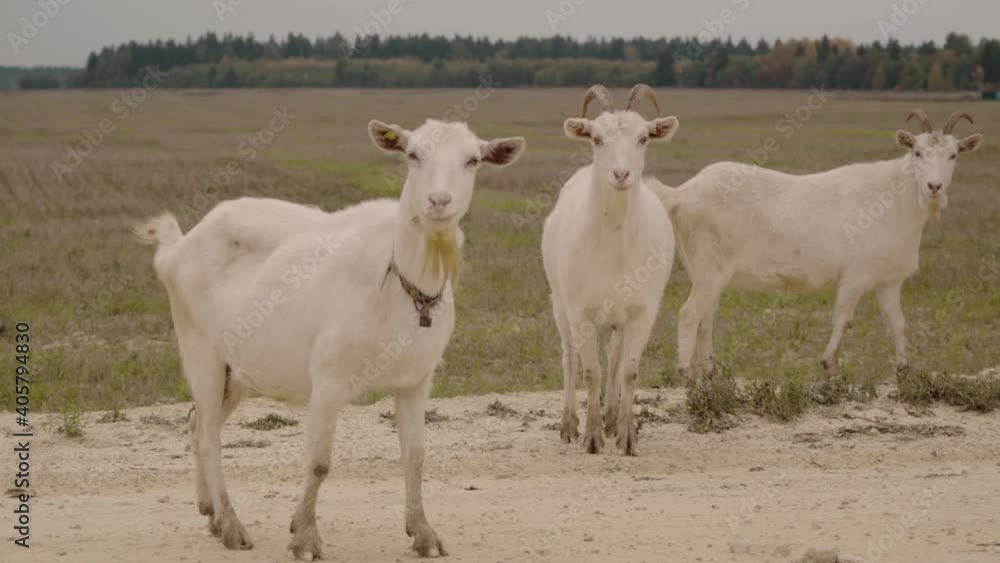 Goats are looking in the camera near the road in countryside Goats are looking in the camera near the road in countryside