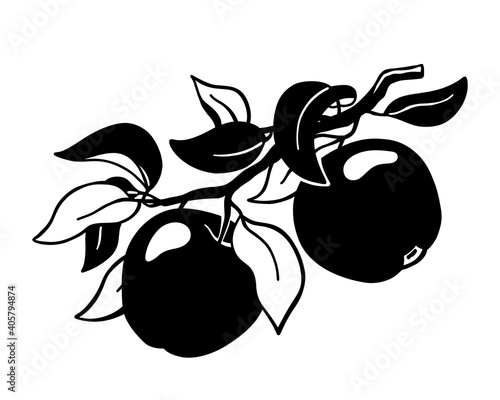 Apples on branch. Hand drawn silhouette clipart of garden fruit. Black simple illustration for packaging design. Botanic print, poster, element for eco product. Flat isolated vector, white background
