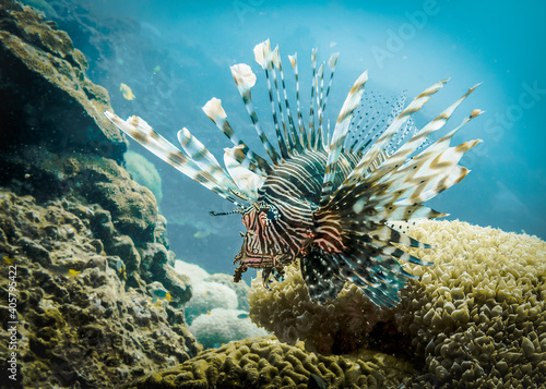 A lionfish looking for prey in the Andaman sea in Thailand