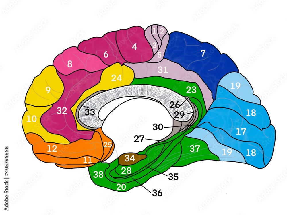 Brain Brodmann cortical area colored map of human brain with numbers ...