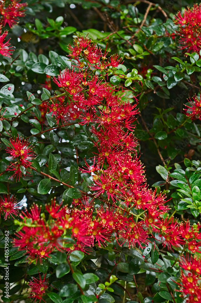 A flowering Metrosideros carmineus in a temperate house