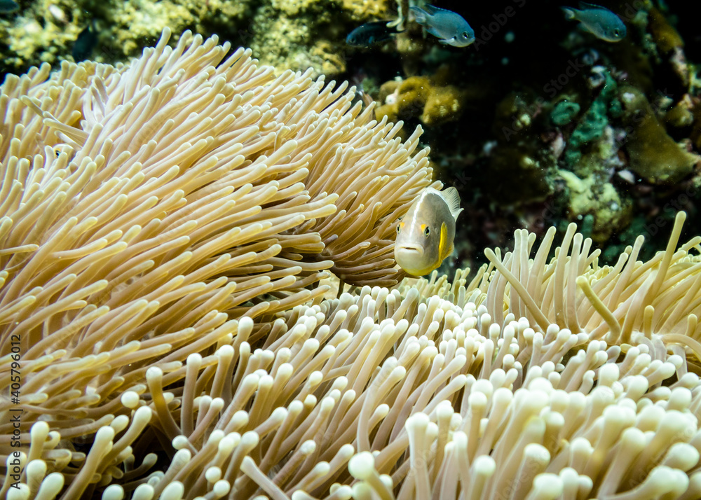 Clown fish (amphiprion) under the protection of stinging Sea Anemone Coral in the Indian Ocean Clown fish (amphiprion) under the protection of stinging Sea Anemone Coral in the Indian Ocean