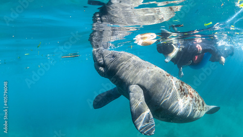 Girl swimming and snorkeling with manatee in florida photo