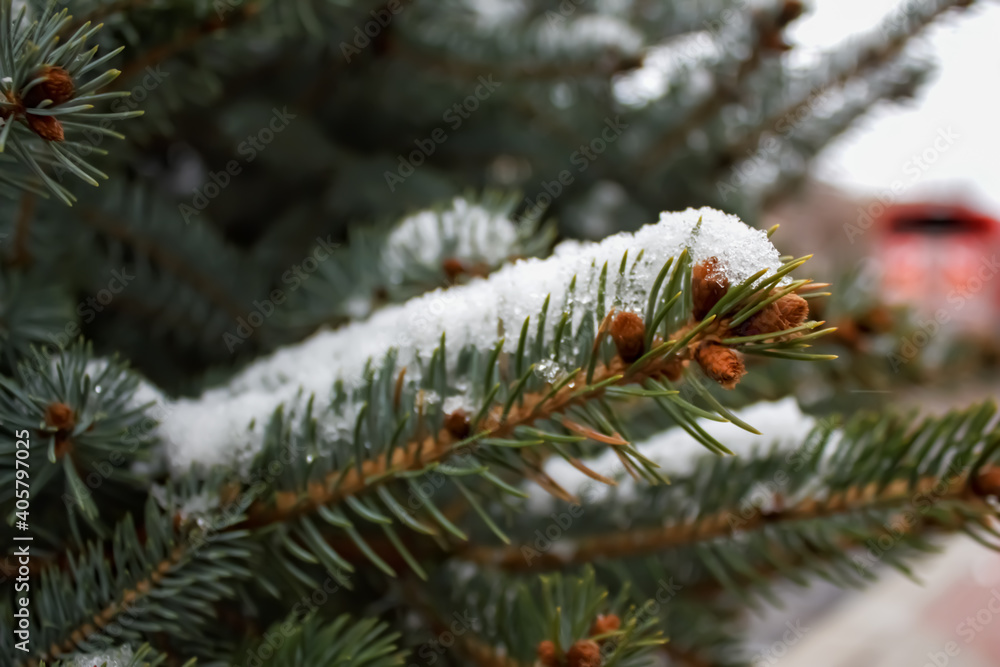 Snow on a pine tree branch. Beautiful nature background. Snow on a pine tree branch. Beautiful nature background.
