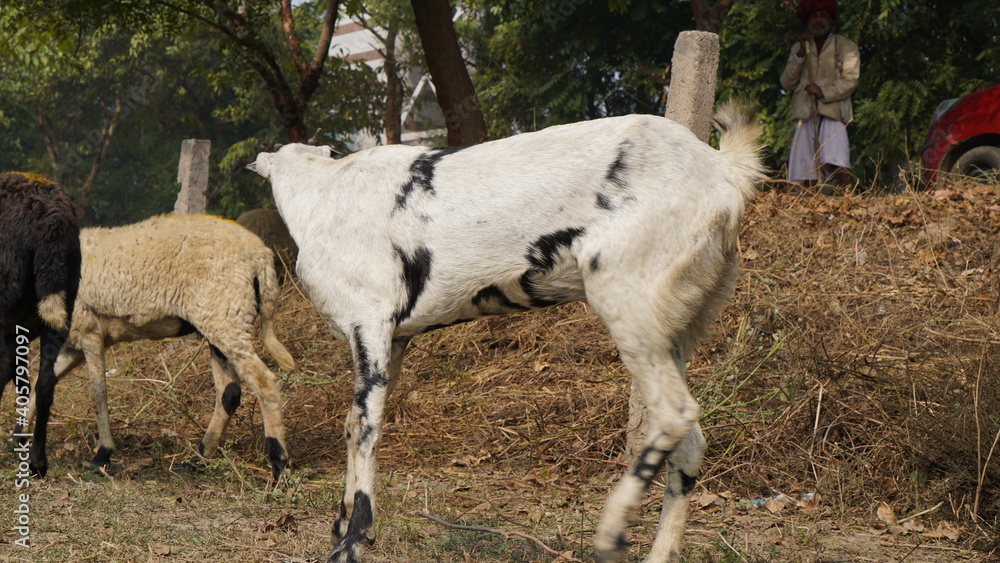 Sheep are grazing in farm