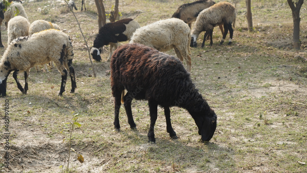 Sheep are grazing in farm