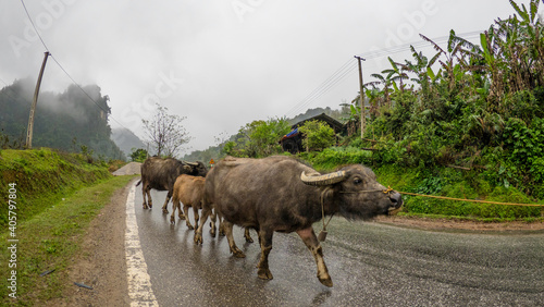 Family of water buffalo in Vietnam - Bubalus bubalis © Mike Workman