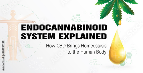 Endocannabinoid system explained how CBD Brings Homeostasis to the Human Body poster